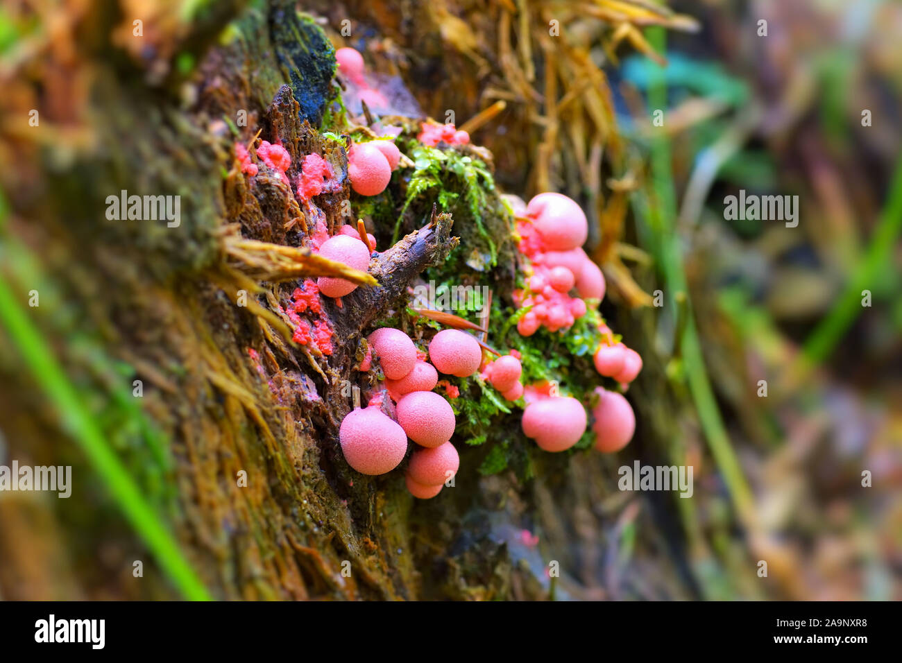 wolfs milk or Lycogala epidendrum in autumn forest Stock Photo