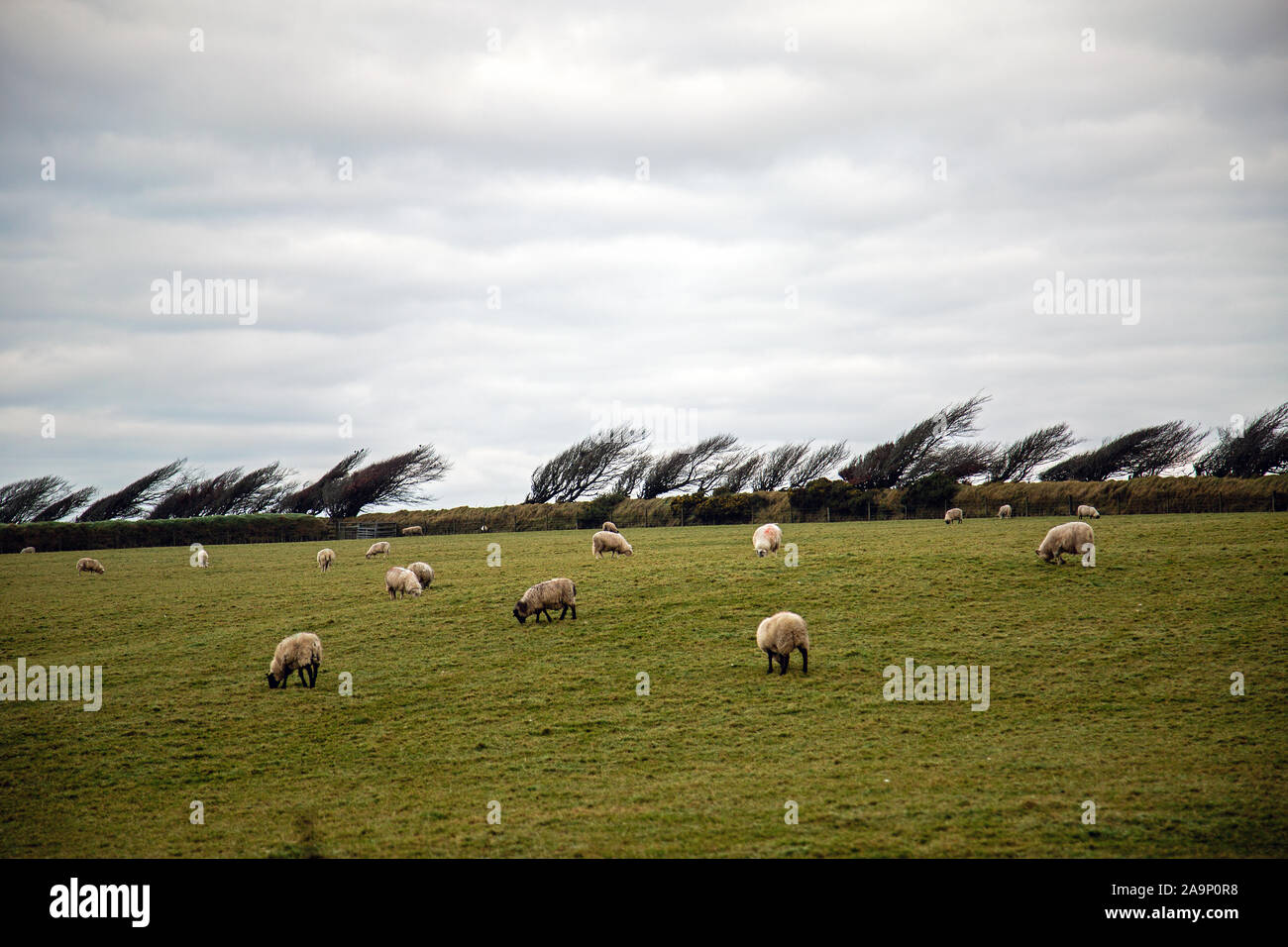 Prevailing hires stock photography and images Alamy