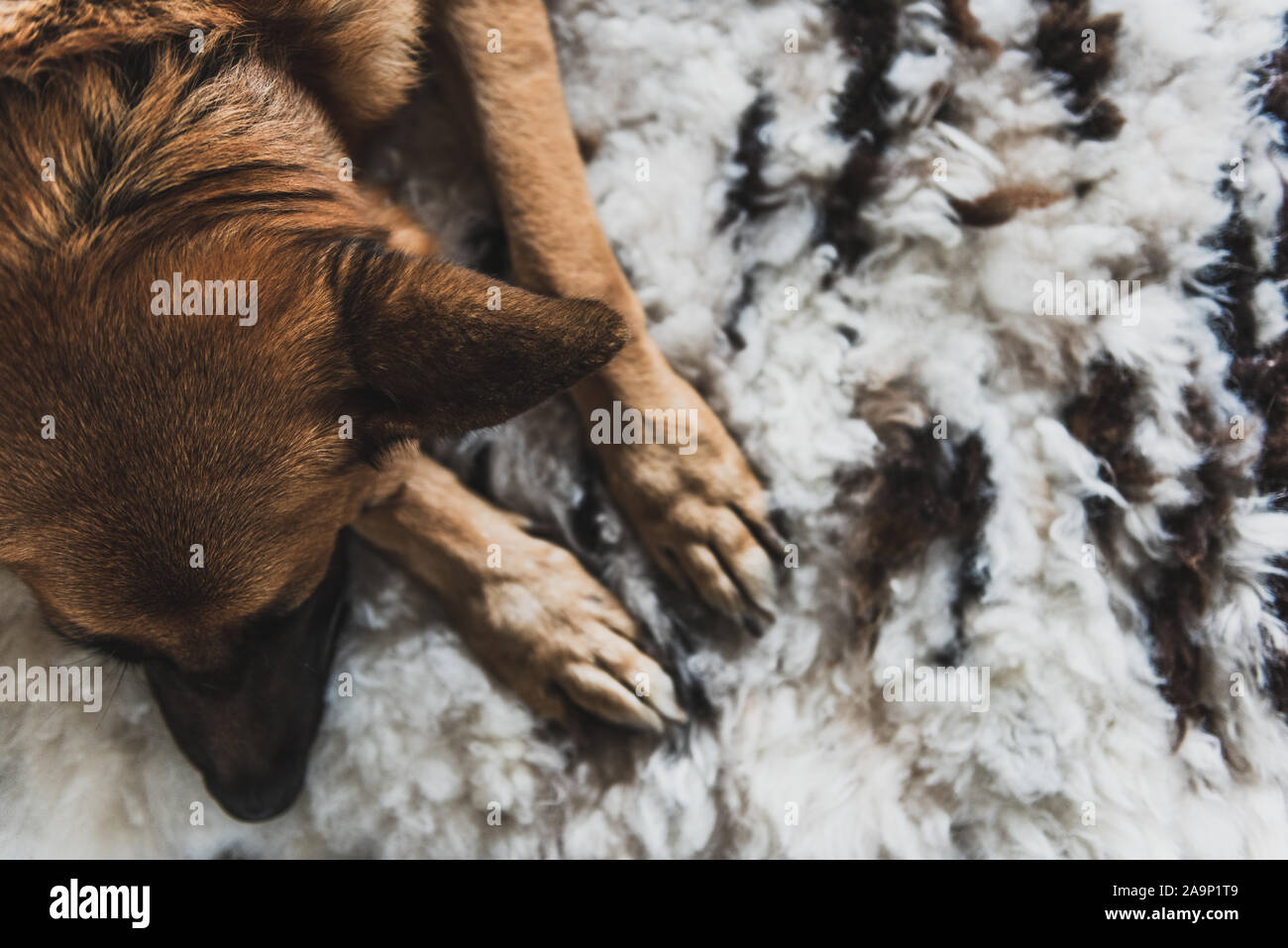 German Shepherd Dog Sleeping on Rug at Home Stock Photo - Alamy