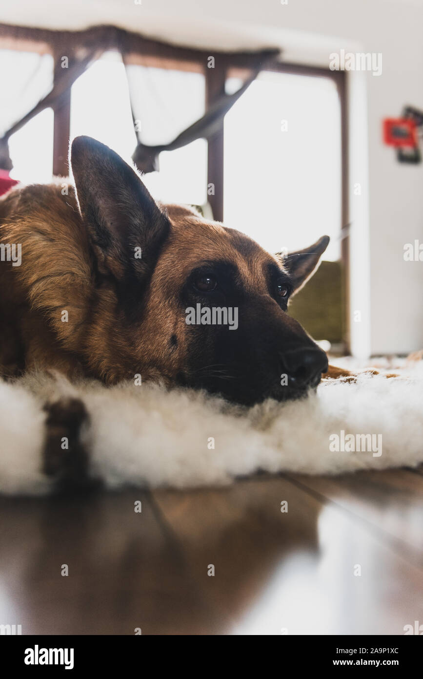 Dog Sleeping on Rug in Modern Home Interior Room Stock Photo - Alamy