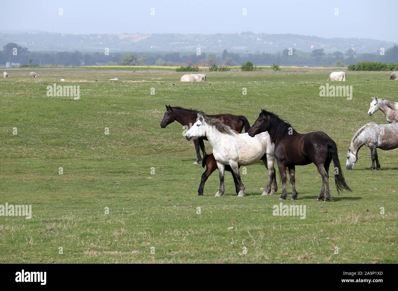 White horses in field hi-res stock photography and images - Alamy