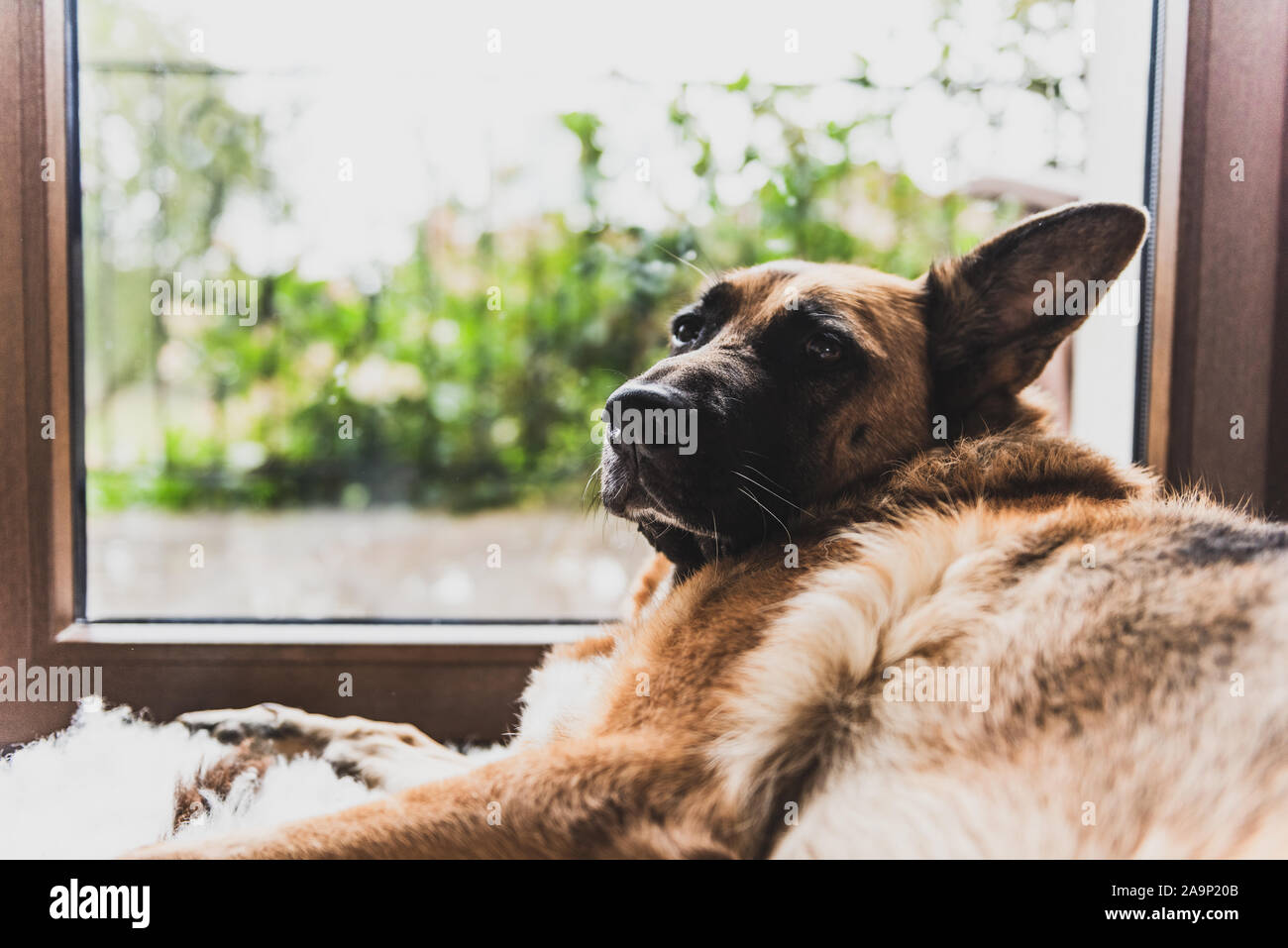 Sleeping Dog On Floor By Window On Rainy Moody Day Boring Day In