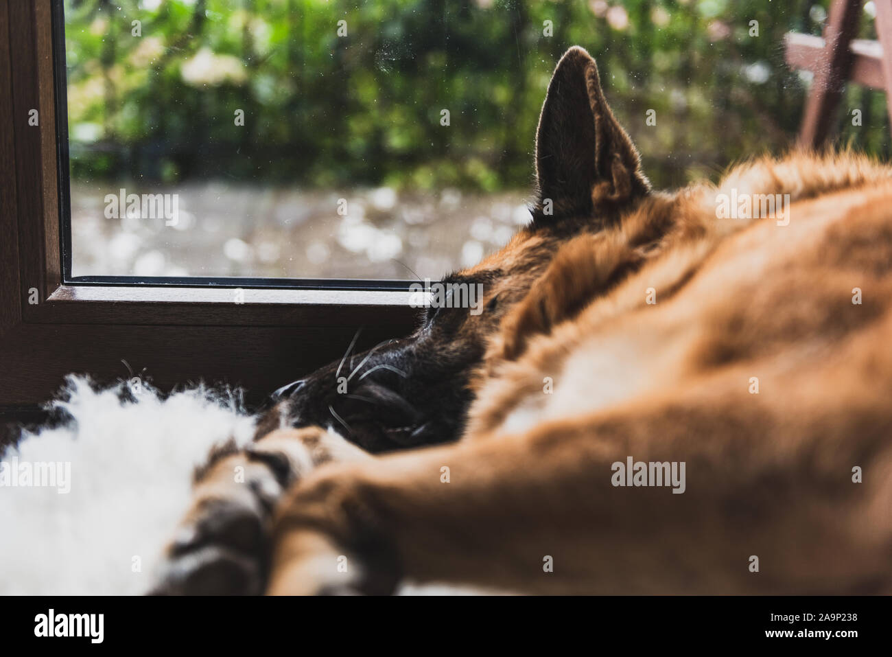 Sleeping Dog On Floor By Window On Rainy Moody Day Boring Day In