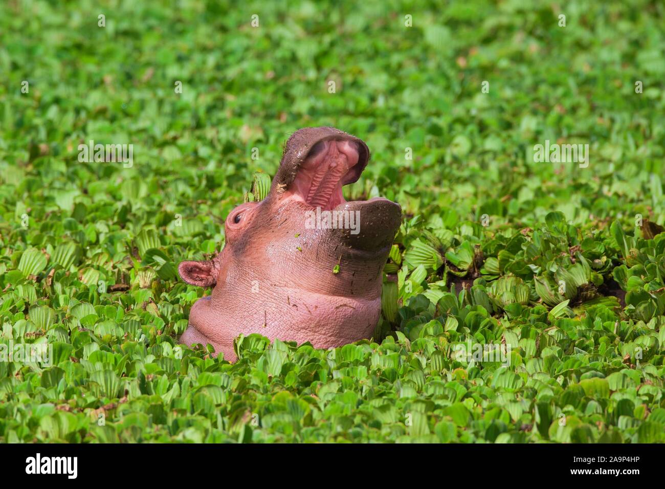 Hippopotamus (Hippopotamus amphibus), young with mouth open, animal portrait with water lettuce (Pistia stratiotes), Masai Mara National Reserve Stock Photo