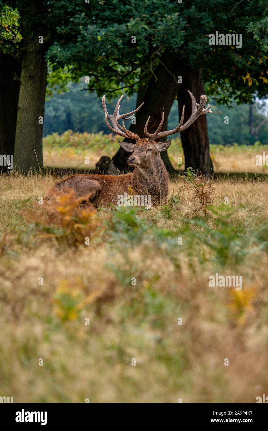 Red Deer Stag late September Rutting Season Bushy Park London Stock Photo