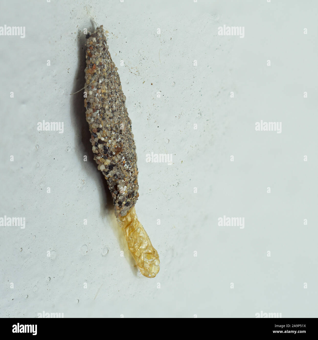 Clothes moth larva hires stock photography and images Alamy