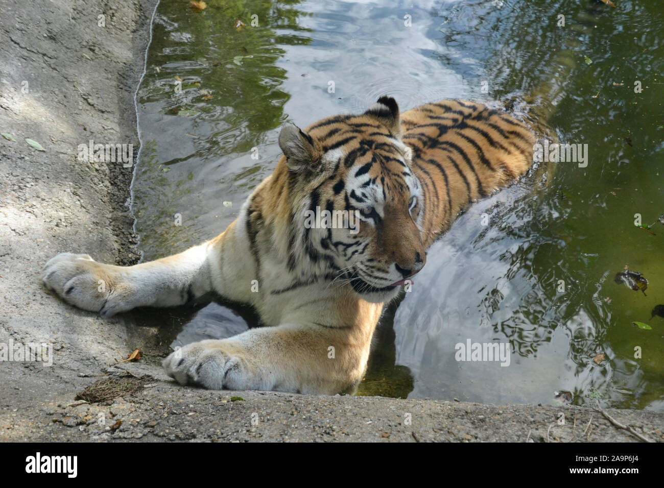 Tiger having a dip in the pool at Marwell Zoo, Colden Common ...