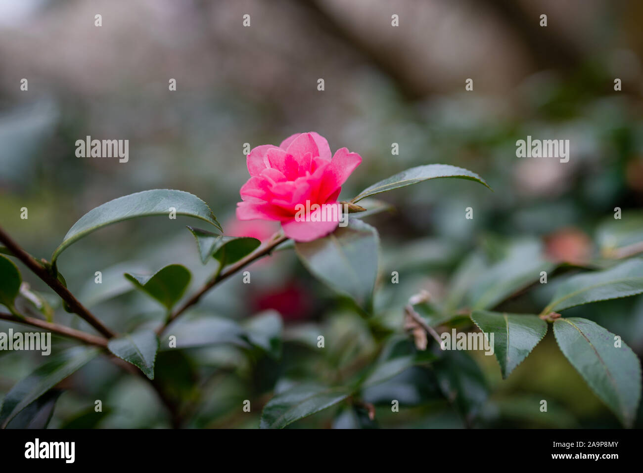 One dark pink camelia flower on a blurred background, taken during an overcast afternoon in Kyoto, Japan Stock Photo