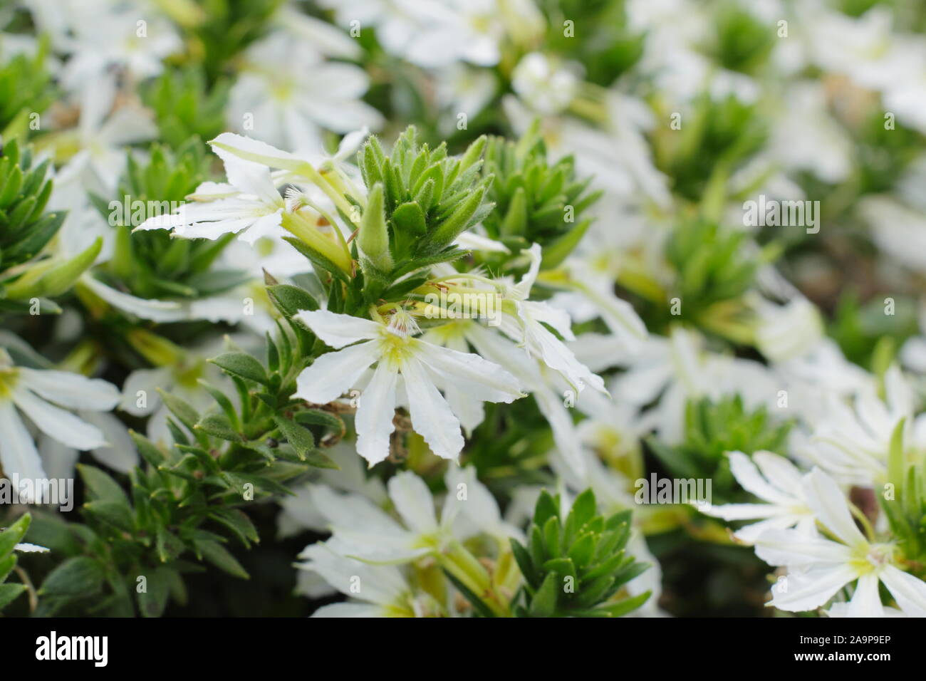 Scaevola aemula 'Abanico White' flowering in a hanging basket in summer Stock Photo