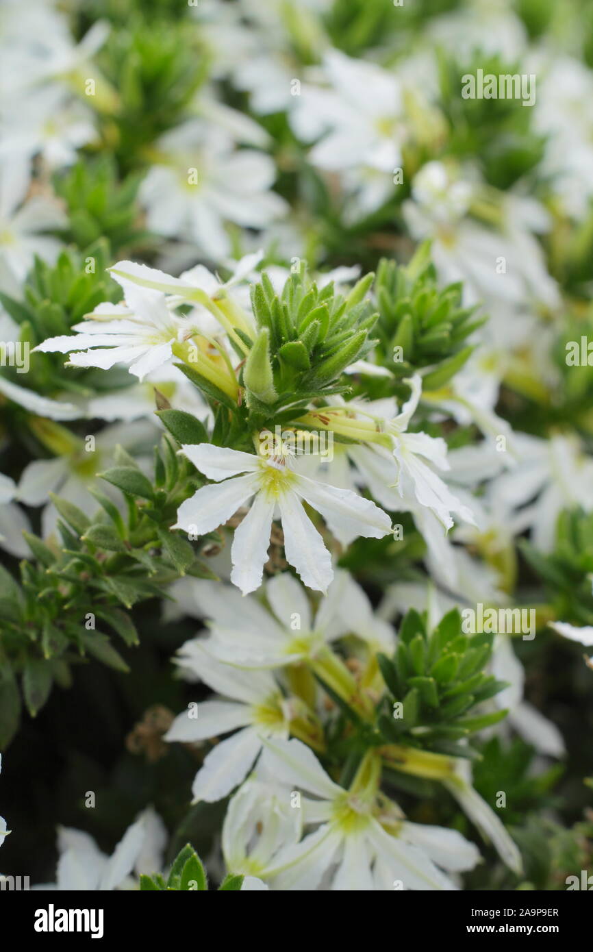 Scaevola aemula 'Abanico White' flowering in a hanging basket in summer Stock Photo
