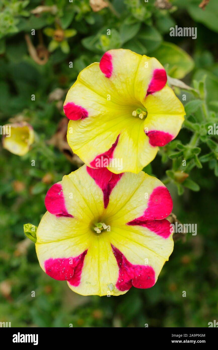 Petunia 'Amore Queen of Hearts' in a hanging basket displaying distinctive heart shaped petal patterns. Stock Photo