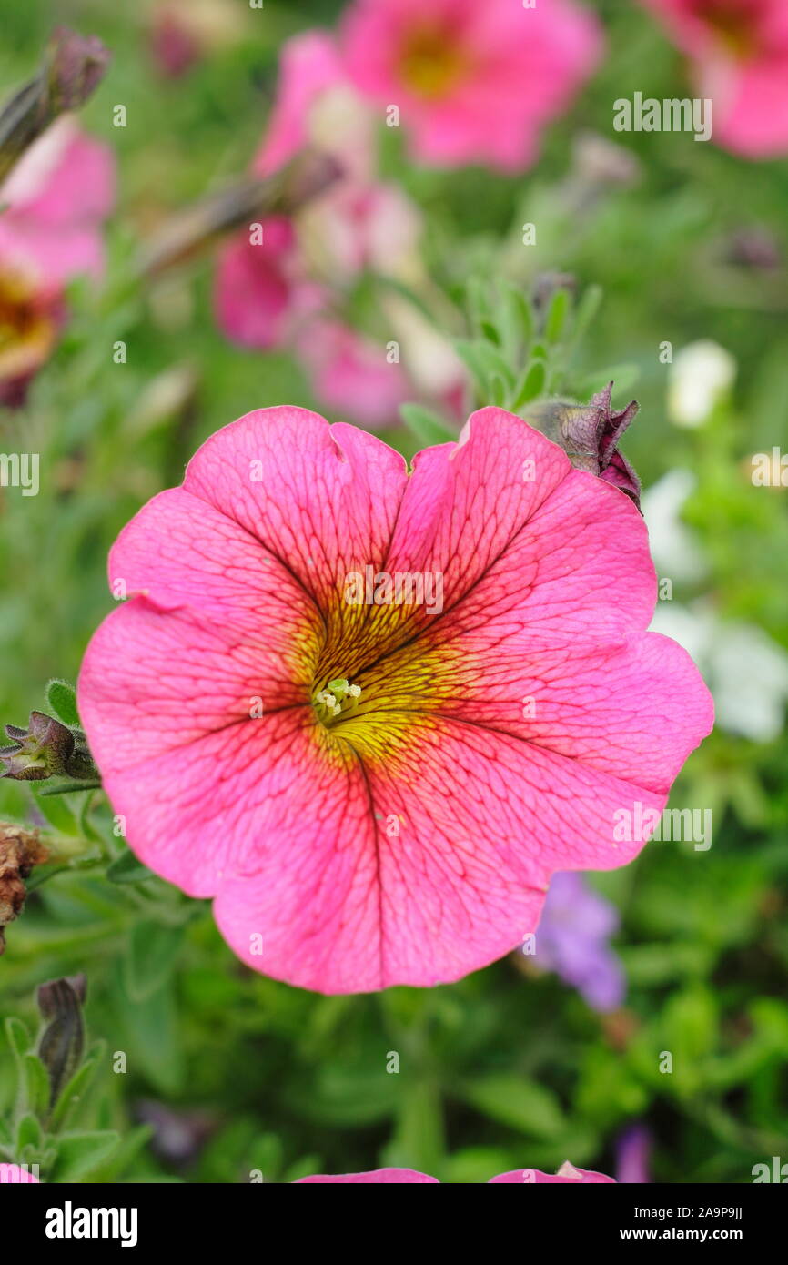 Petchoa Beautical 'Sunray Pink', a Petunia x Calibrachoa hybrid in a ...