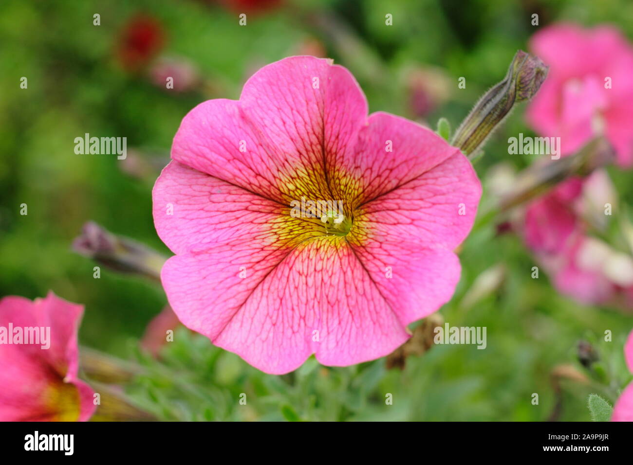 Petchoa Beautical 'Sunray Pink', a Petunia x Calibrachoa hybrid in a hanging basket Stock Photo