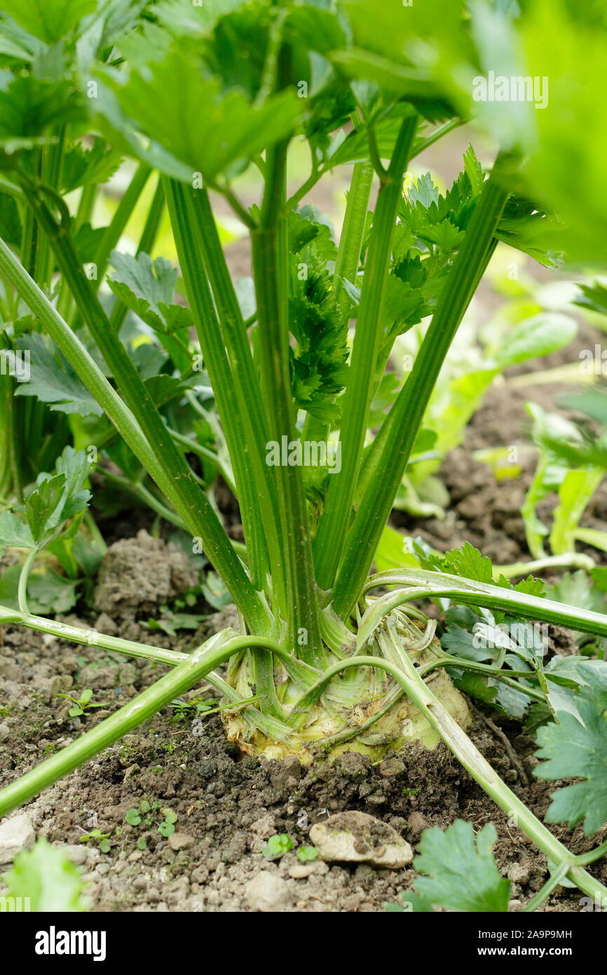 Celeriac 'Brilliant' growing in rows in a kitchen garden in late summer Stock Photo