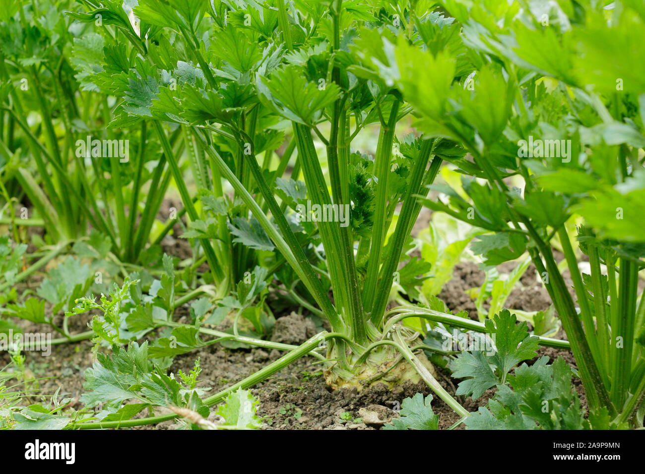 Celeriac 'Brilliant' growing in rows in a kitchen garden in late summer Stock Photo