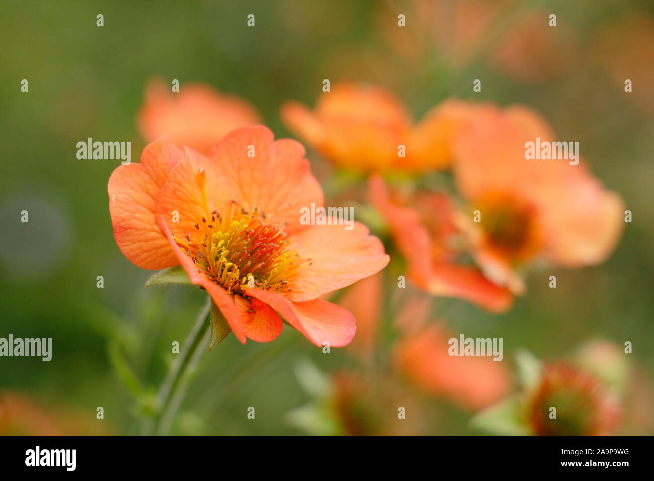 orange geum totally tangerine orange geum totally tangerine