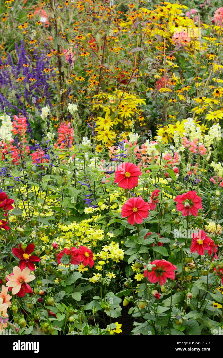 Early autumn garden border with Rudbeckia 'Prairie Glow', dahlias, Antirrhinum 'Coronette Bronze' and 'Coronette White'. Stock Photo