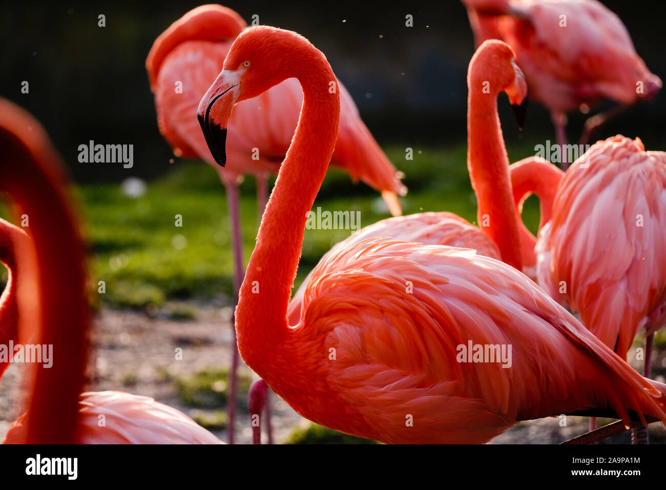 Flamingos at Slimbridge Stock Photo