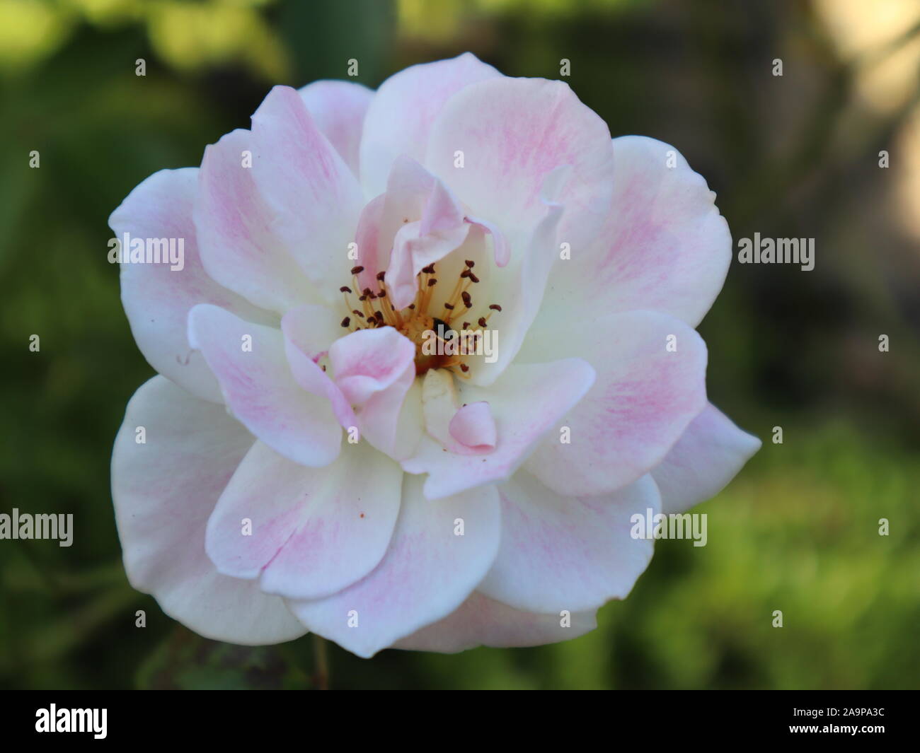 Sydney rose flower hi-res stock photography and images - Alamy