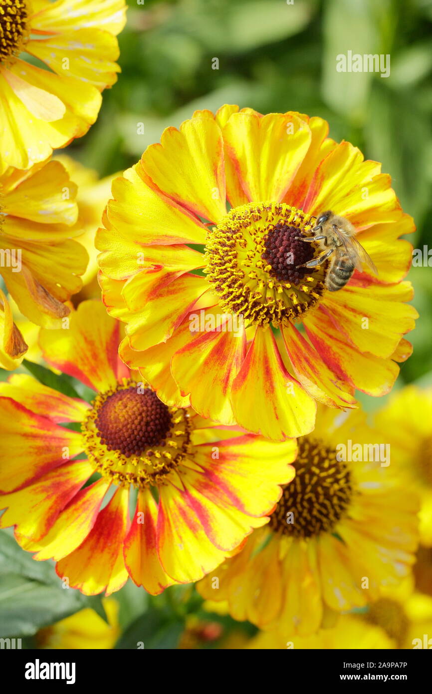 Helenium 'Can Can' sneezeweed displaying distinctive yellow blossoms flushed with red in a late summer garden border - September. UK Stock Photo