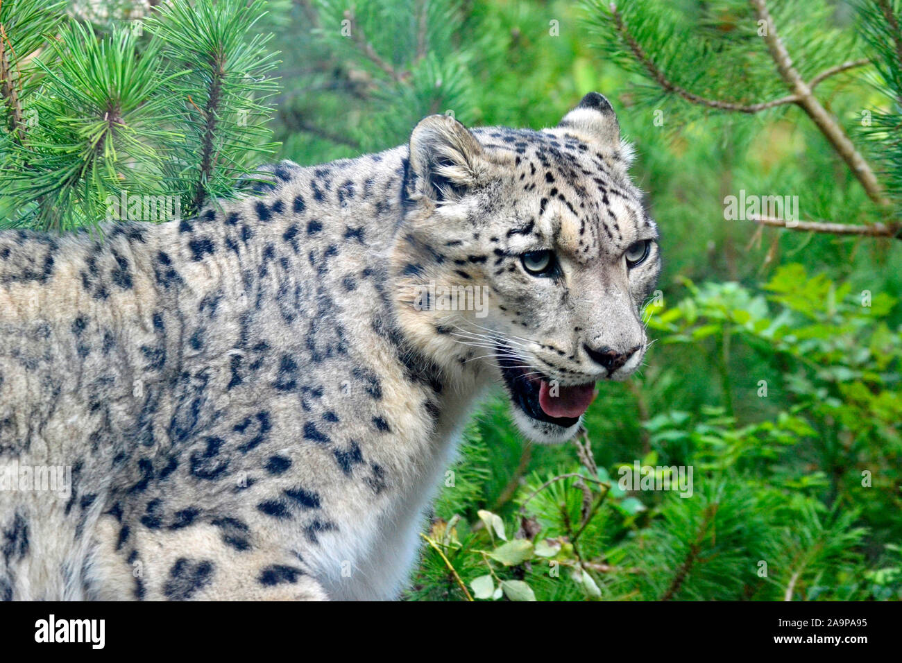 Snow leopard at Marwell Zoo, Colden Common, Winchester, UK Stock Photo