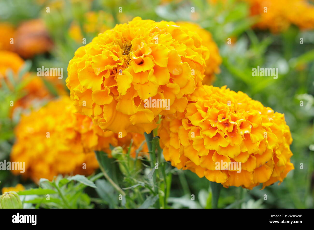 Tagetes erecta. African Marigold 'Marvel Orange' displaying distinctive large double blooms in alte summer. F1. Stock Photo
