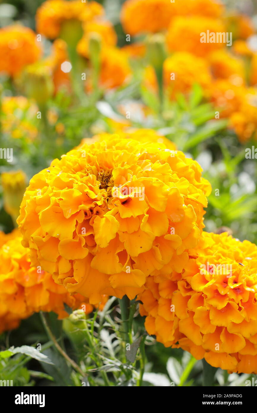Tagetes erecta. African Marigold 'Marvel Orange' displaying distinctive large double blooms in alte summer. F1. Stock Photo