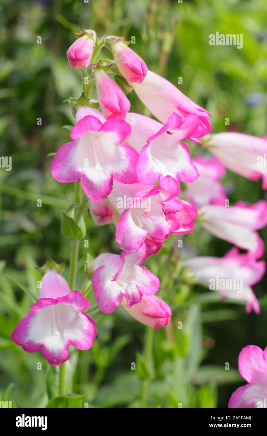 Penstemon pensham 'Laura' beard tongue displaying distinctive pink and white tubular blooms. Stock Photo
