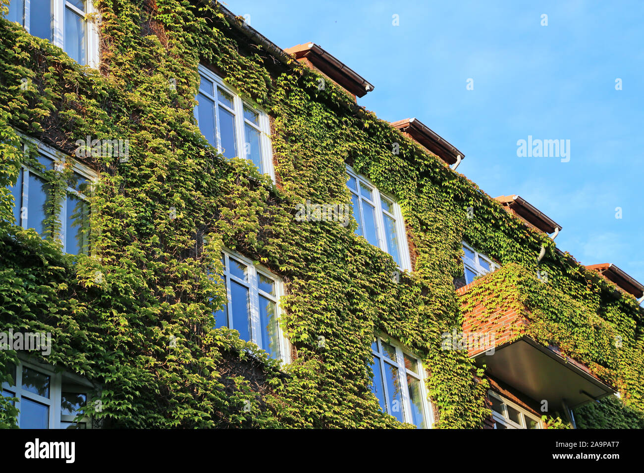 facade of apartment house with climbing plants Stock Photo