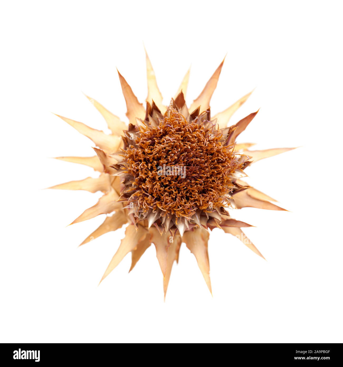 dried artichoke flower isolated on white background Stock Photo