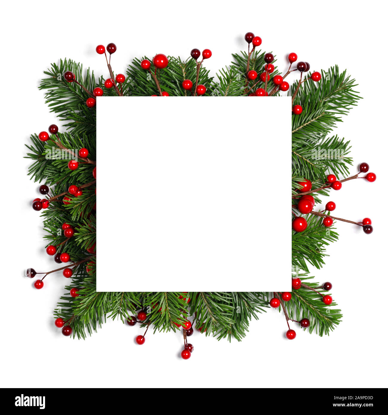 Christmas border arranged with fresh fir branches and red berries ...