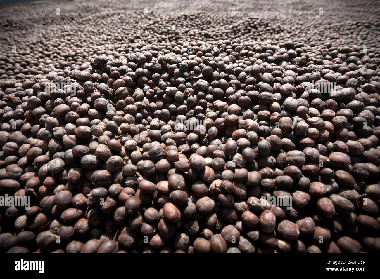 Sumatran coffee cherries during drying process Stock Photo Alamy