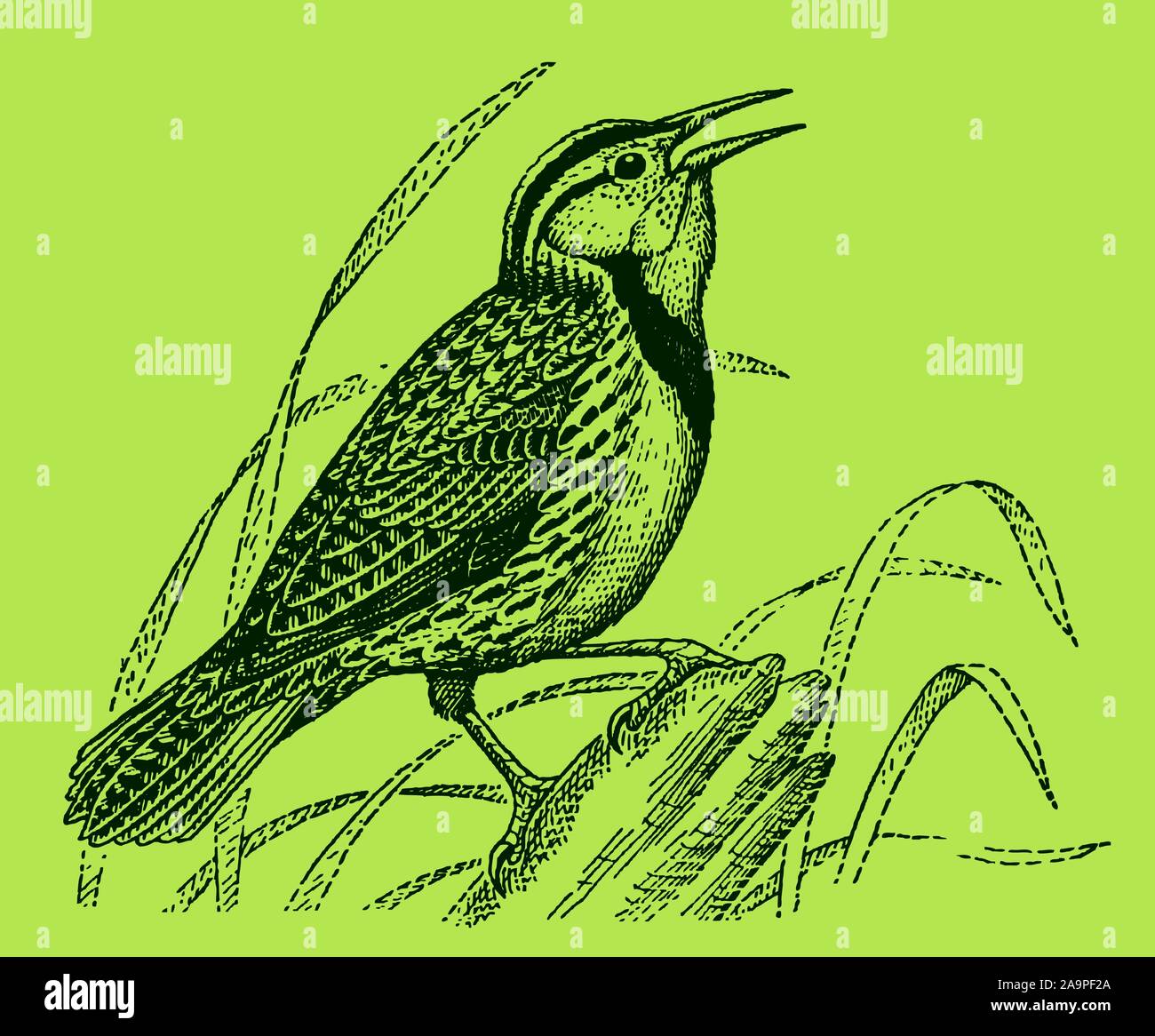 Eastern meadow lark (sturnella magna) sitting and singing on a tree trunk on a green background. Editable in layers Stock Vector