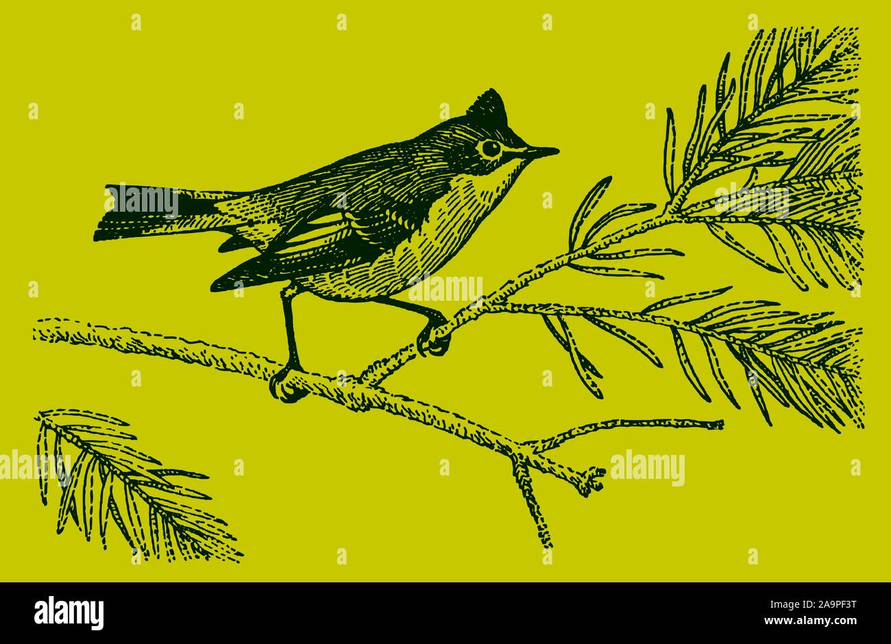 Small ruby-crowned kinglet (regulus calendula) with an erected crest, sitting on a branch of a conifer. Editable in layers Stock Vector
