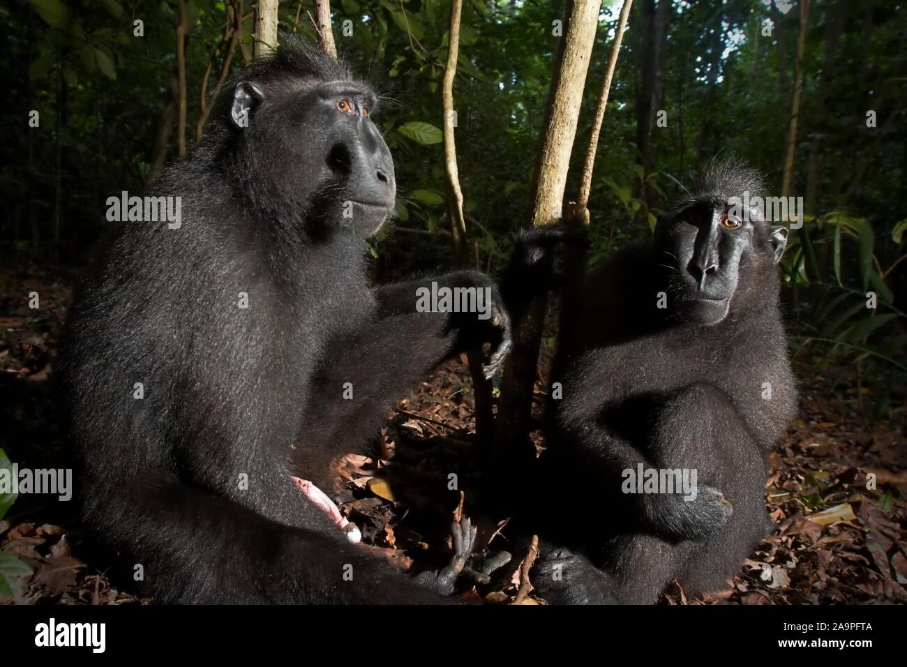 Two individuals of Sulawesi black-crested macaque (Macaca nigra) in Tangkoko Nature Reserve, North Sulawesi, Indonesia. Stock Photo