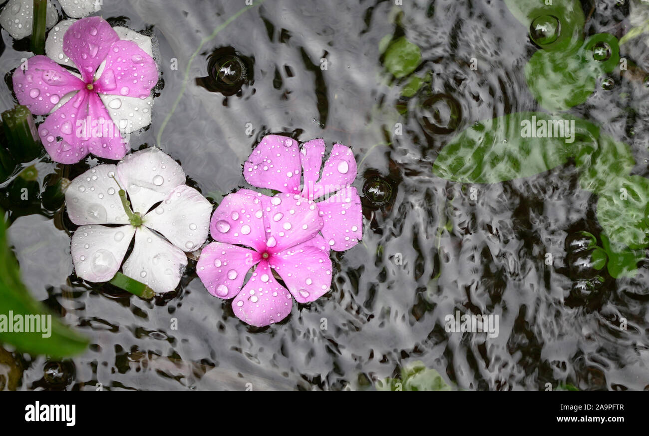 Pink and white vinca flowers on the surface of water. Nature background or texture concept Stock