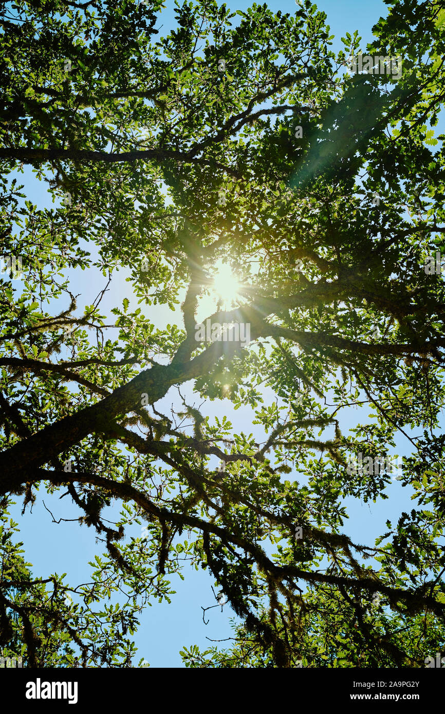 Sunlight Glinting Through Branches And Leaves Of A Summer Oak Tree