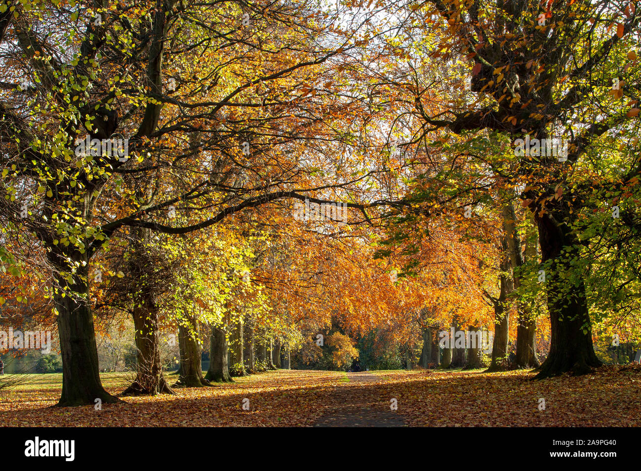 Autumn in Abington Park, Northampton, UK Stock Photo