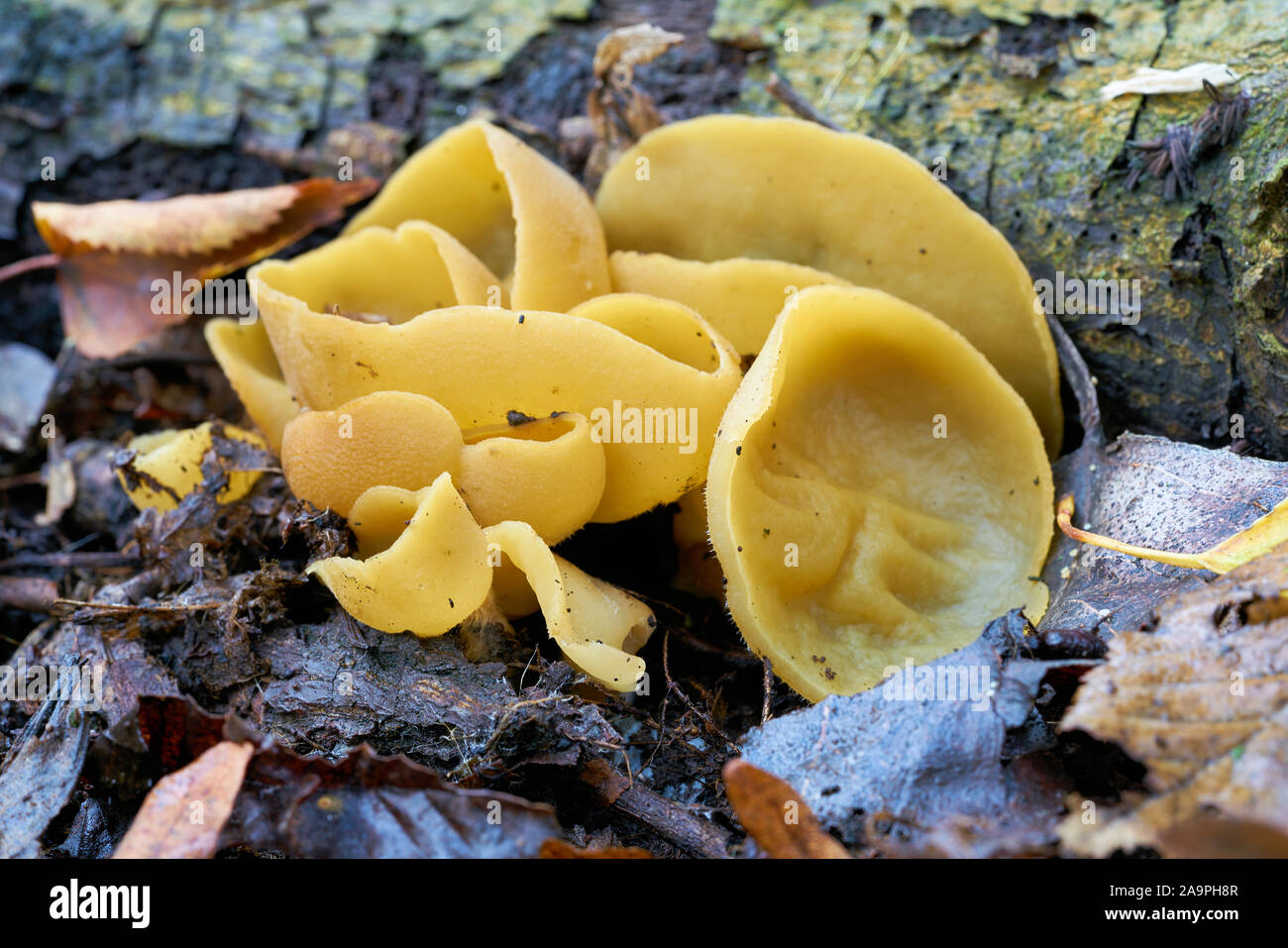 cup fungi (Peziza succosa) on the forest floor in autumn Stock Photo