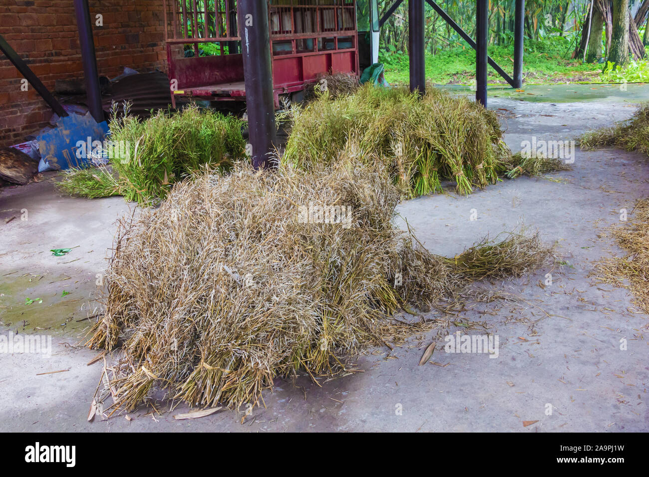 Sesame seed harvested in the allotment gardens Stock Photo Alamy
