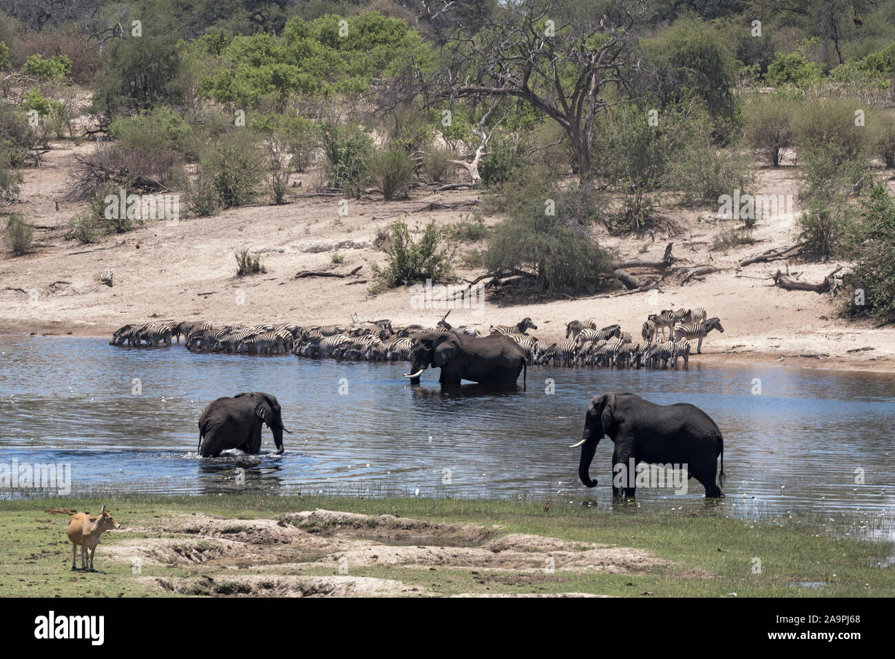 Elephants and zebras on Boteti River in Makgadikgadi Pans National Park, Botswana Stock Photo