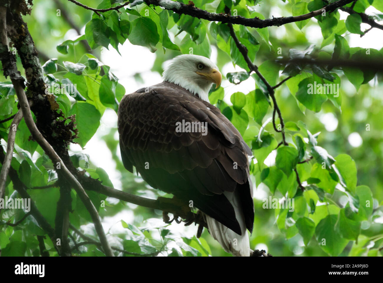 Bald eagle in Alaska wildlife Stock Photo - Alamy
