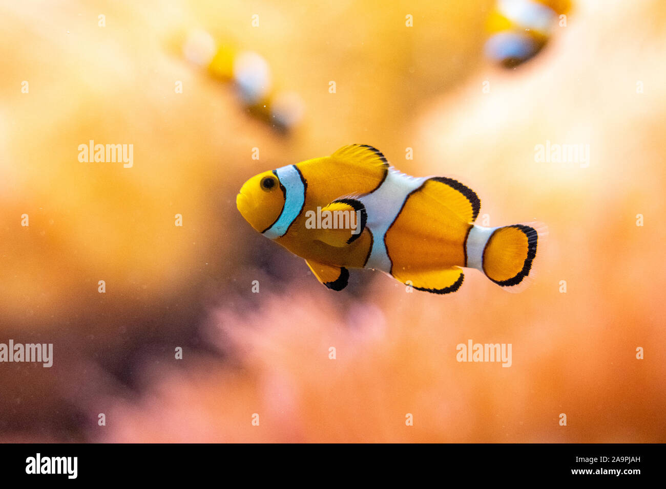 closeup of the famous nemo clown fish in the zoo of Frankfurt, germany Stock Photo