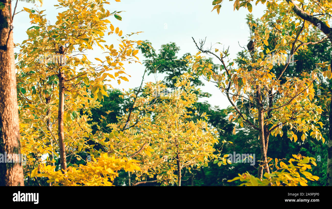 Colorful autumn .beautiful of yellow leaves foliage in the autumn park ...