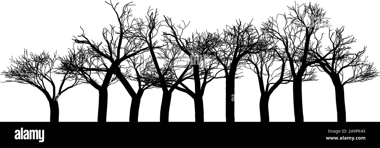 simple black and white tree branches