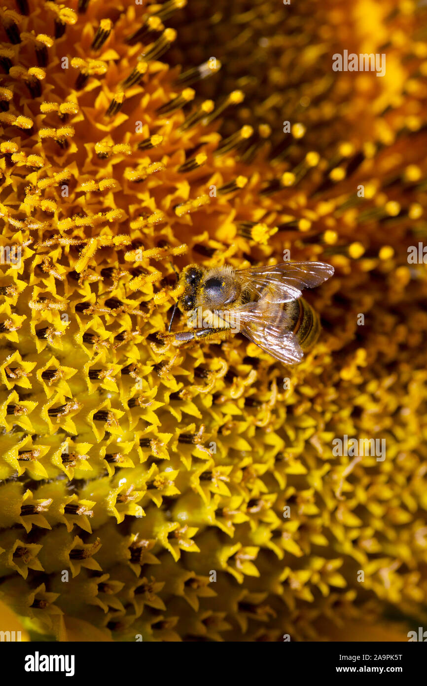 Honeybee collecting pollen from a sunflower Stock Photo - Alamy