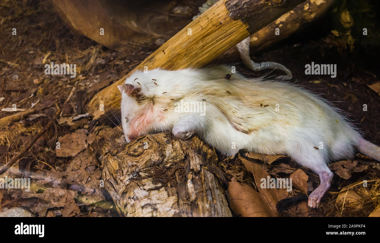 Death white mouse in closeup, carcass of killed rodent, rotting corpse Stock Photo