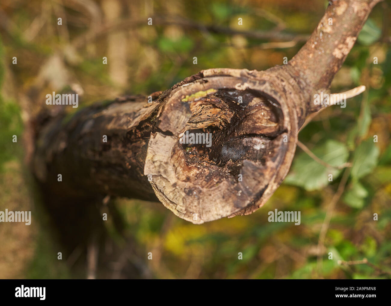 old log Stock Photo
