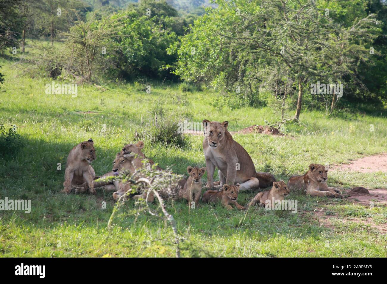 (191117) -- KIGALI, Nov. 17, 2019 (Xinhua) -- Lions are seen at Akagera National Park, eastern Rwanda, Nov. 17, 2019. Since 2010, Akagera National Park has undergone a revival, with poaching practically eliminated, allowing for key species to be reintroduced, including lions in 2015, which have since tripled in number, and rhinos in 2017, a decade after they were last seen in Rwanda. In June 2019, five more critically endangered black rhinos from Europe were translocated to the park. (Xinhua/Lyu Tianran) Stock Photo