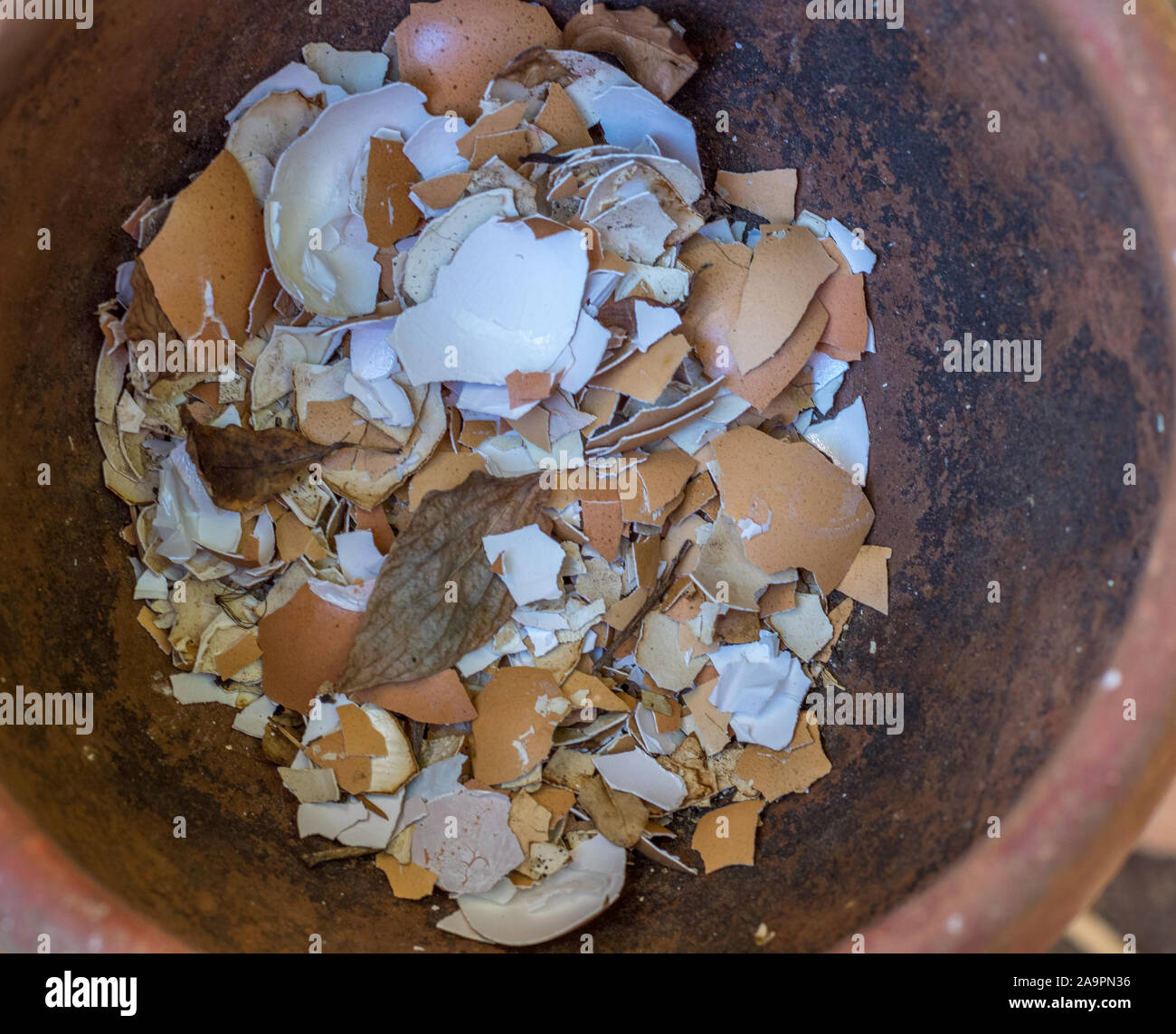 Crushed and broken egg shells used as a natural fertilizer in an urban